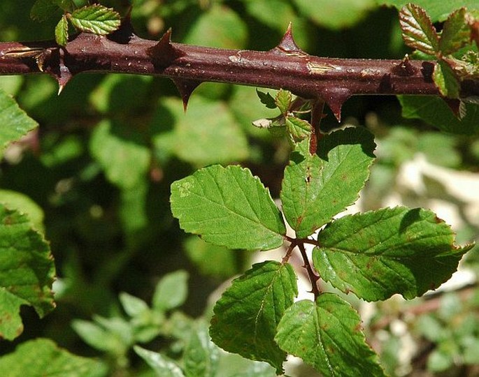 Rubus ulmifolius