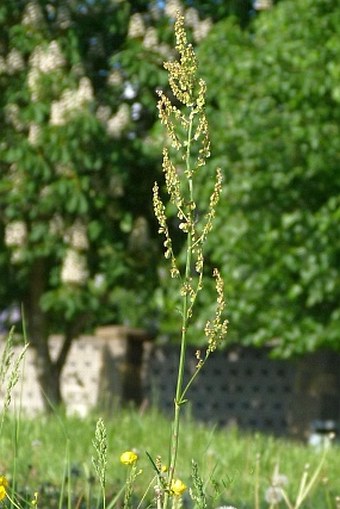 Rumex acetosa