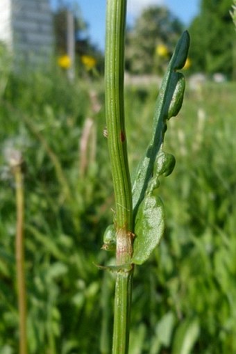 Rumex acetosa