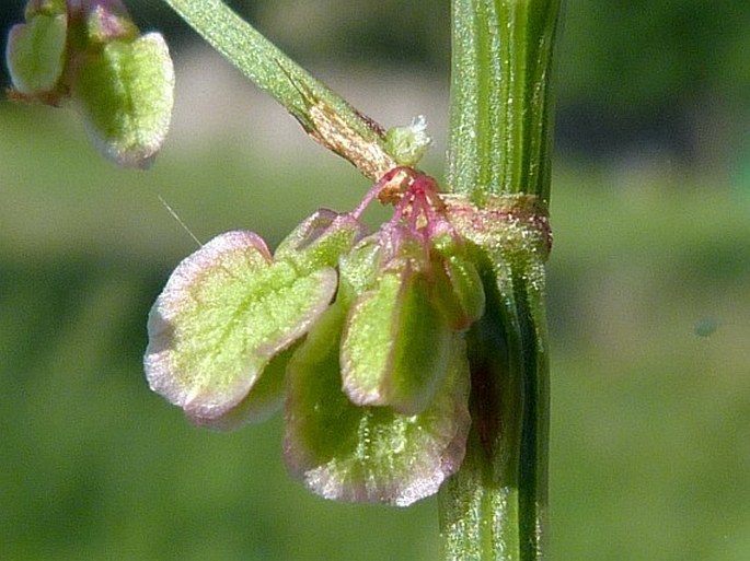 Rumex acetosa