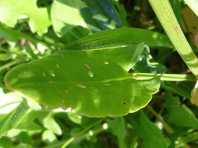 Rumex acetosa