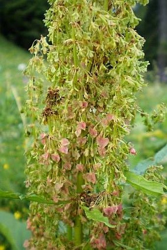 Rumex alpinus