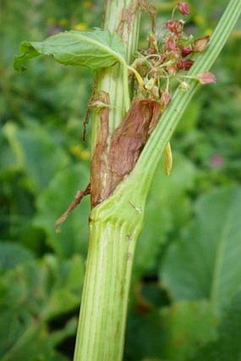 Rumex alpinus