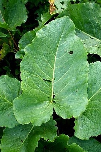 Rumex alpinus