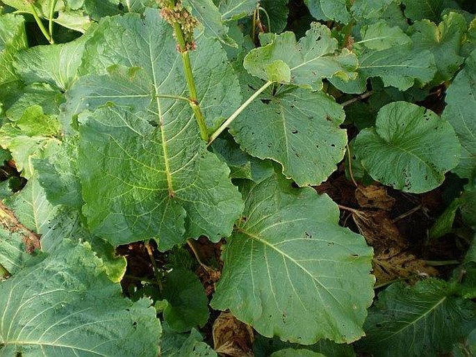 Rumex alpinus