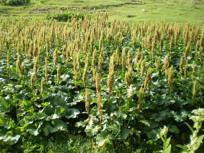 Rumex alpinus