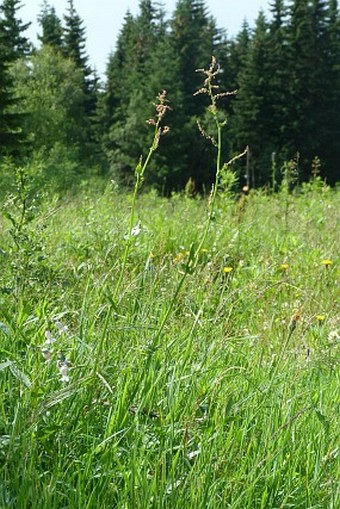 Rumex arifolius