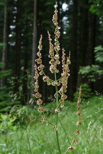 Rumex arifolius