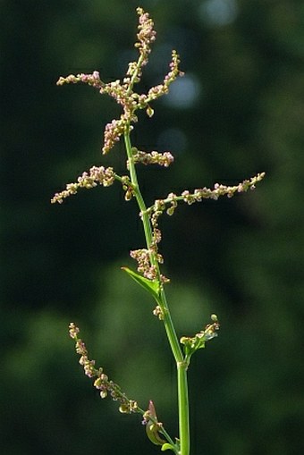 Rumex arifolius