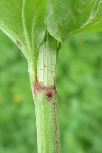 Rumex arifolius