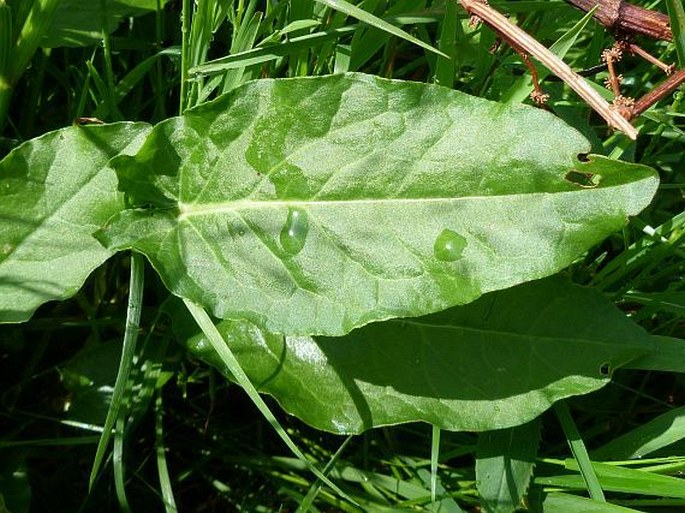 Rumex arifolius