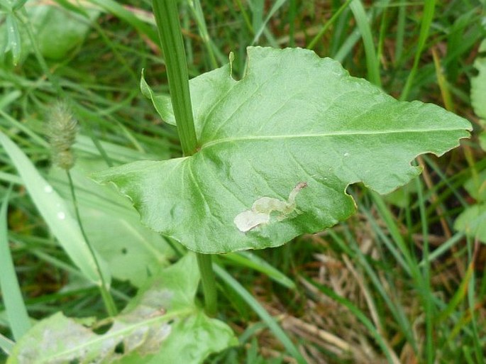 Rumex arifolius