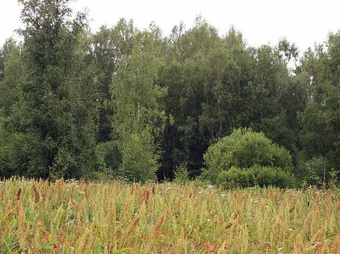 Rumex aquaticus