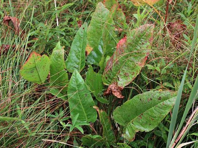 Rumex aquaticus