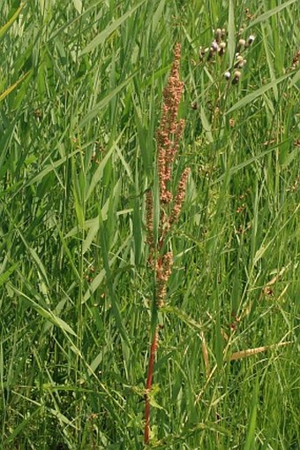 Rumex crispus