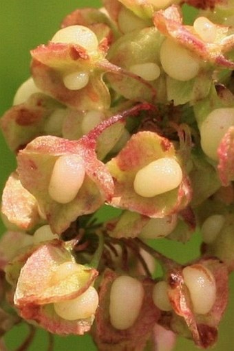 Rumex crispus