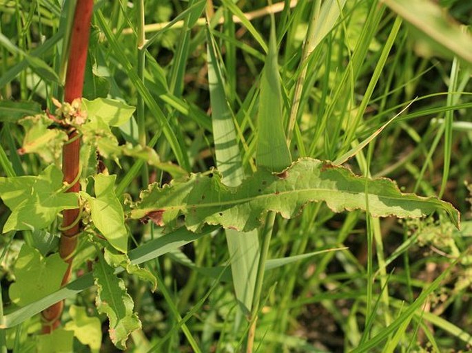 Rumex crispus