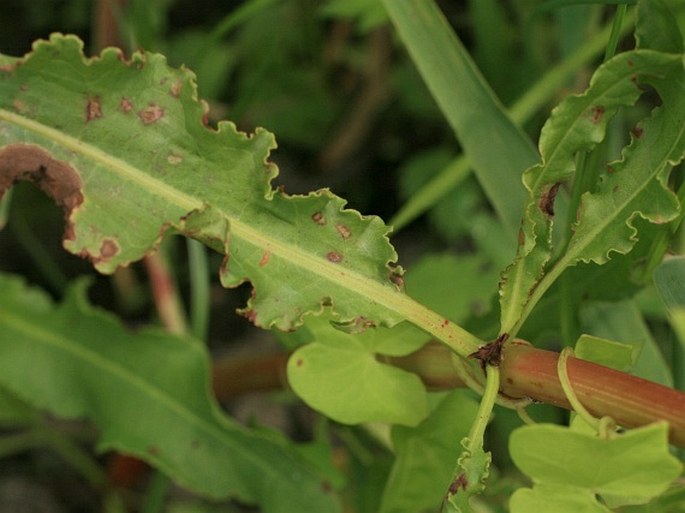 Rumex crispus