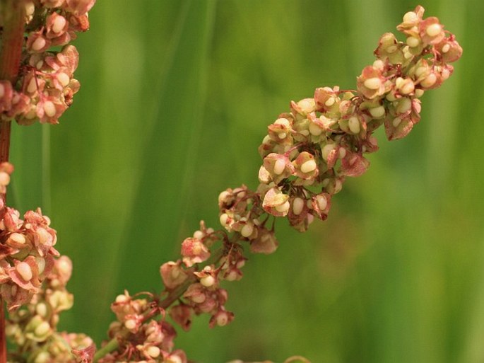 Rumex crispus