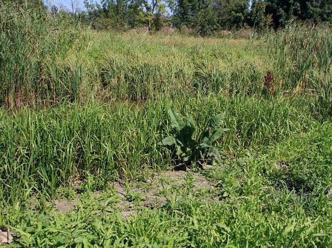 Rumex hydrolapathum