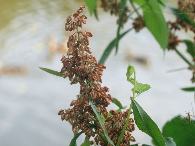 Rumex hydrolapathum