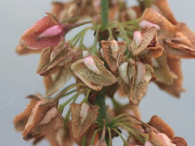 Rumex hydrolapathum