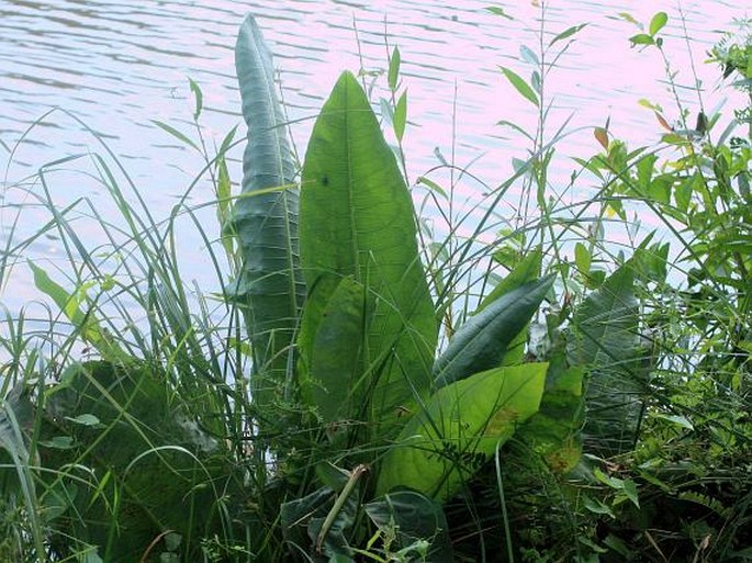 Rumex hydrolapathum