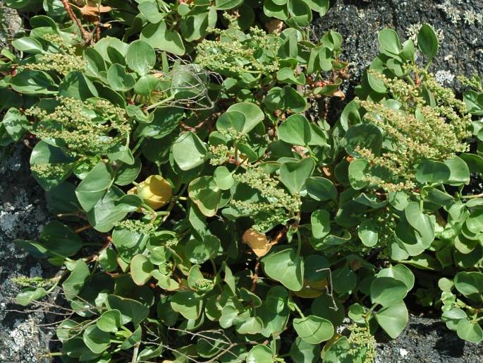 Rumex lunaria