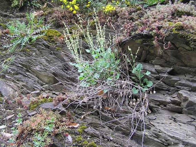 Rumex scutatus