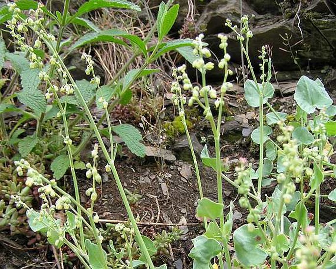 Rumex scutatus