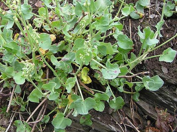 Rumex scutatus