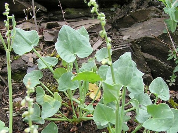 Rumex scutatus