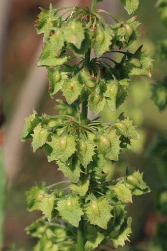 Rumex stenophyllus