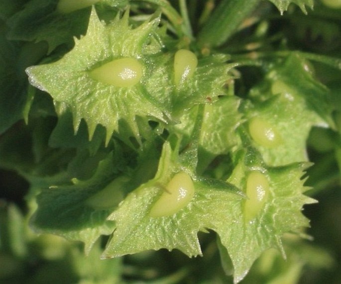 Rumex stenophyllus