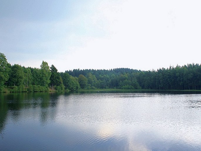 Halštrovská vrchovina, Nový rybník u Studánky