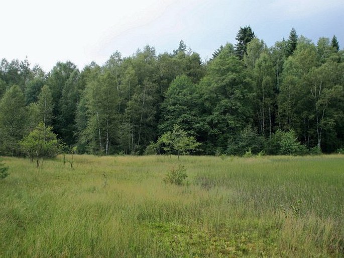 Nový rybník u Studánky