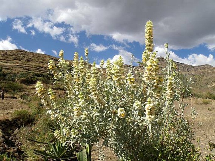 Rydingia integrifolia