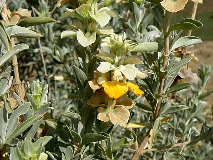 Rydingia integrifolia