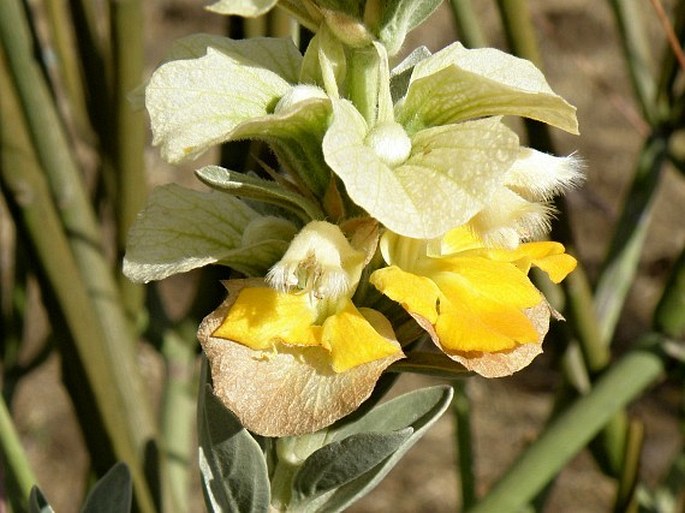 Rydingia integrifolia