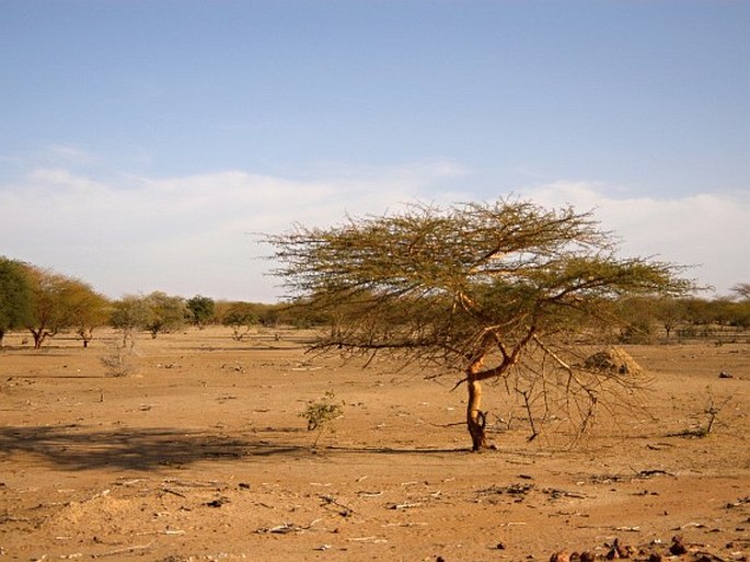 Paleotropis – Súdánsko-zambezijská oblast – Sahelská provincie