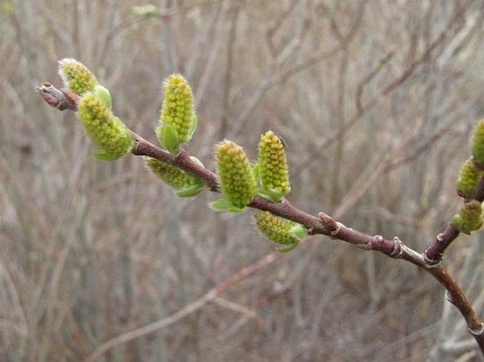 Salix exigua