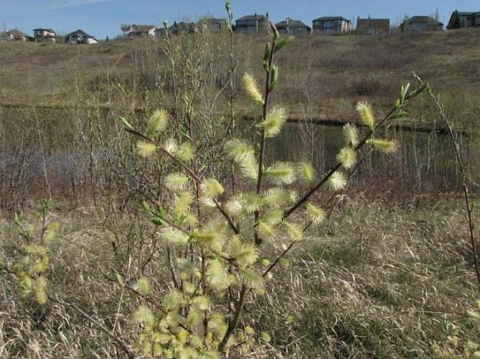 Salix exigua