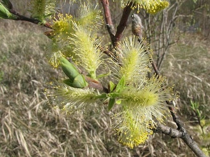 Salix exigua