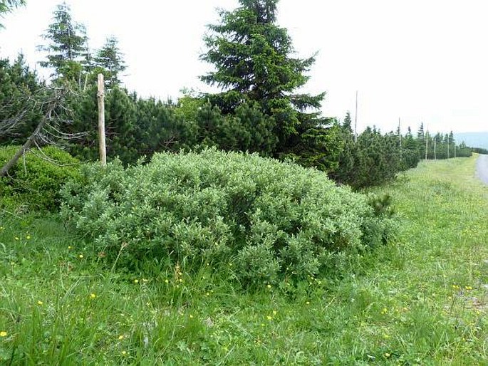 Salix lapponum