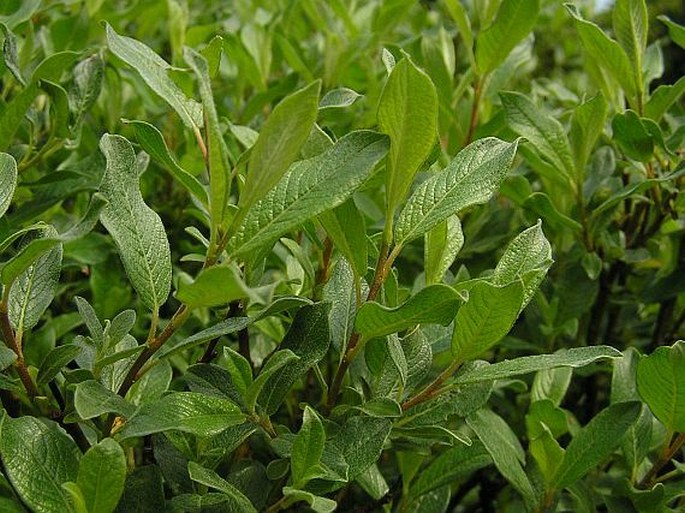 Salix lapponum