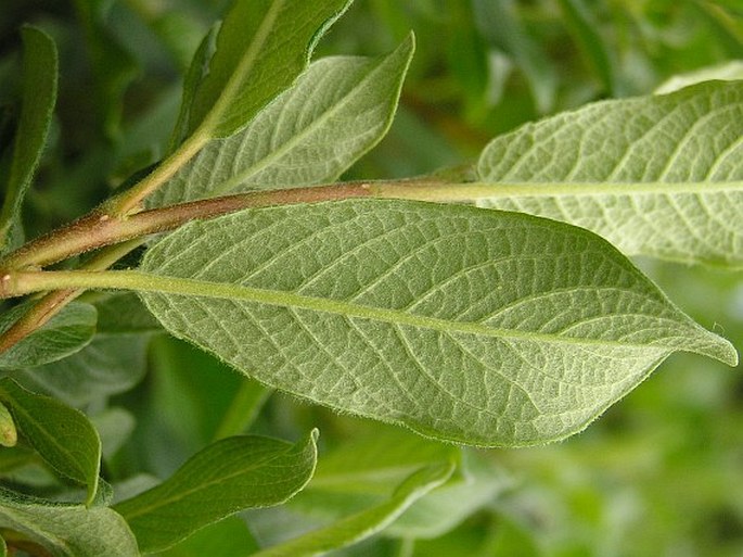 Salix lapponum