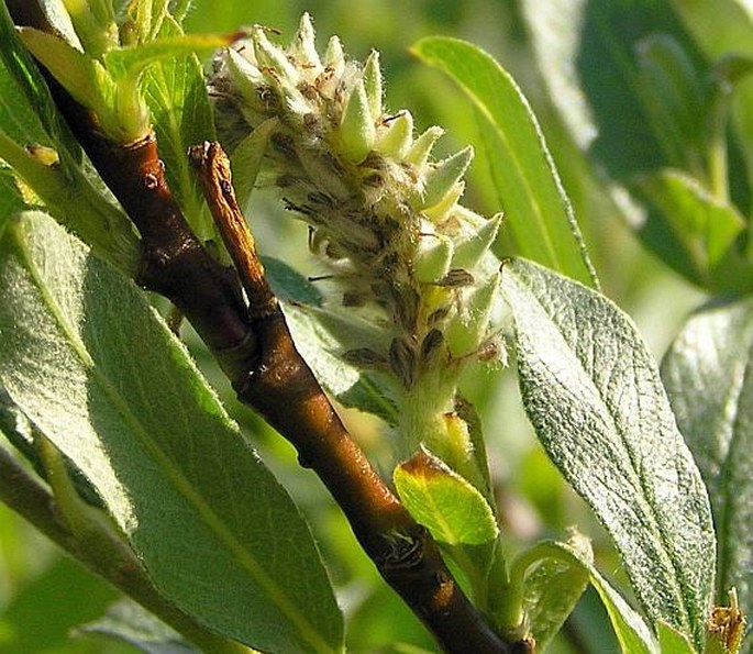 Salix lapponum