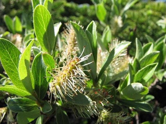 Salix nivalis