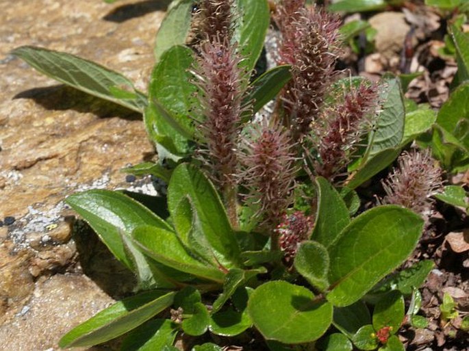 Salix nivalis