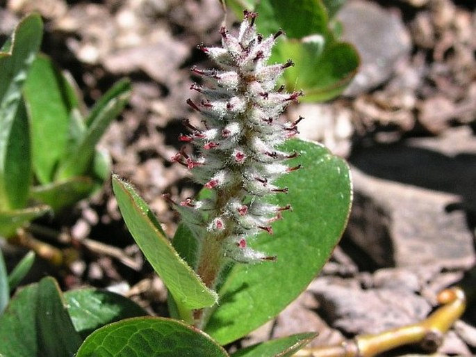 Salix nivalis